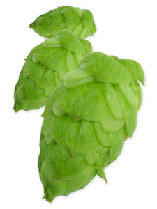 Citra Cryo Hops - 50g
