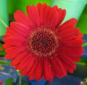 Products: Florist Choice