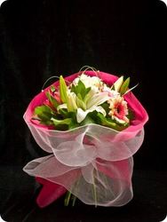 Flowers and Gifts - Bouquets and Arrangements - Amaryllis for Flowers: Coconut ice - amaryllis for flowers