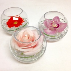 Amaryllis for Flowers: Single bloom - amaryllis for flowers