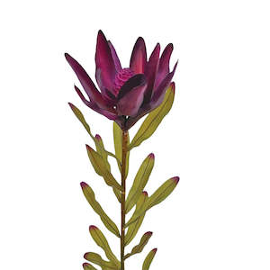 Faux Plants Foliages Flowers: Leucodendron - Aubergine
