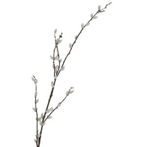 Pussy Willow Branch - 1.16m