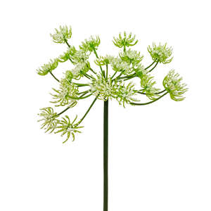 Products: Tall Queen Anne’s Lace - White
