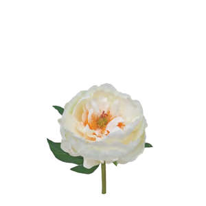 Products: Large Peony Cutting - White