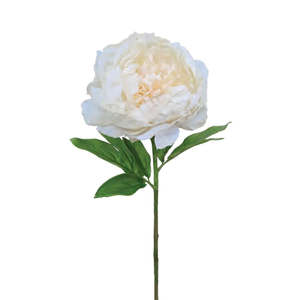Products: Royal Peony - Champagne