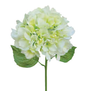 Products: Italian Hydrangea - Cream