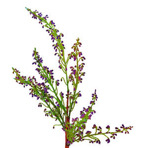 Heather Purple