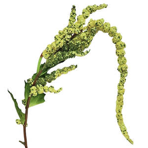 Faux Plants Foliages Flowers: Amaranthus - Green