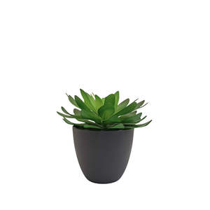 Potted Succulent - Green
