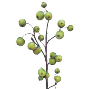Crabapple Spray - Green