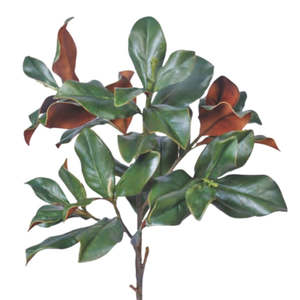 Sale Faux Flowers Foliage: Evergreen Magnolia Branch - Dark Green