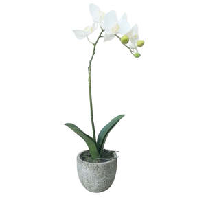 Fresh Touch Phalaenopsis Potted: White - Medium