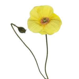 Products: Garden Poppy: Yellow - 70cm