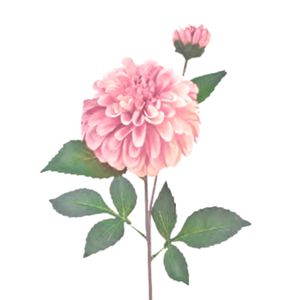 Products: Pom Pom Dahlia: Pink