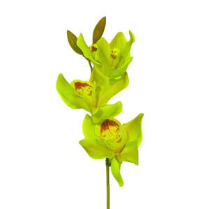 Products: Cymbidium Pick: Green