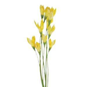Products: Wild Crocus Bush: Yellow