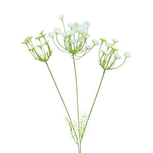 Products: Wild Queen Anne's Lace 3F: White