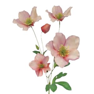 Products: Full Bloom Christmas Rose: Salmon