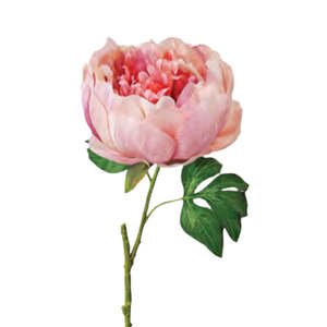 Opening Peony: Blush