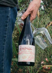 Amphora Gamay Noir 2023