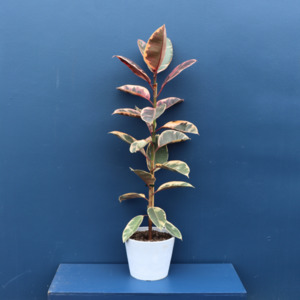 Plants: Plant | XL Ficus Ruby