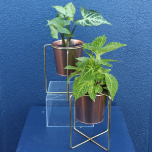 Plants: Plant | Mini Houseplant