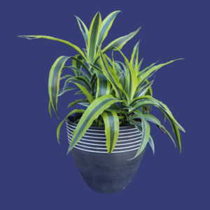 Plant | XL Dracena