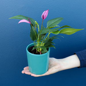 Plants: Plant | Anthurium Small