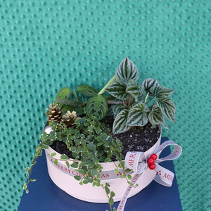 Christmas 25: Christmas | Botanical Tidings