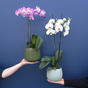 Plant | Phale Orchid