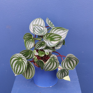 Plant | Watermelon Pepperomia