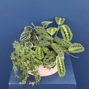 Additions Deluxe Card: Plant | Mixed Planter