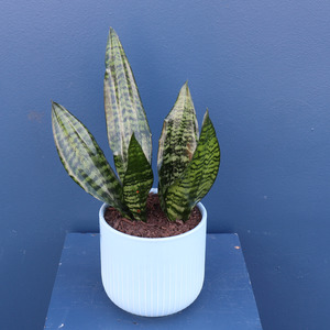 Additions Deluxe Card: Plant | Snake Plant