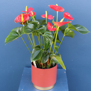 Plant | Red Anthurium Large