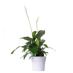 Anniversary: Potted Kalenchoe Pink