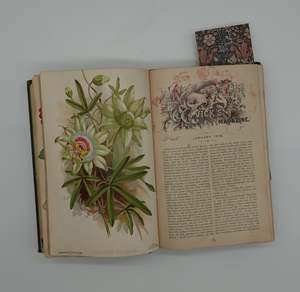 Vibrant hand painted illustrations in Vick's Illustrated Monthly Magazine from 1886