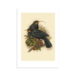 Commemorating a lost treasure.... Huia Buller's Bird Print A4