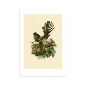 Fantail Buller's Bird Print A4
