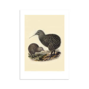 Kiwi Buller's Bird Print A4
