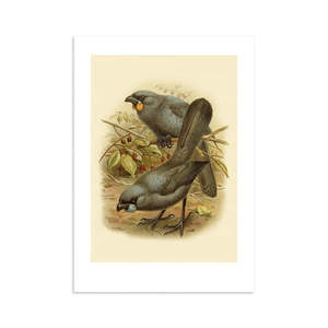 Art Posters: Kokako Buller's Bird Print A4