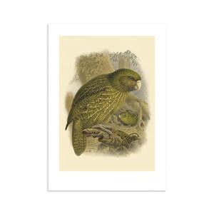 Art Posters: Kakapo Buller's Bird Print A4