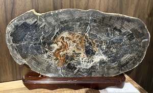 Stunning and large polished petrified wood slab