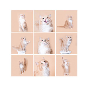 Products: PET Cats Studio Session Angela Scott Photos