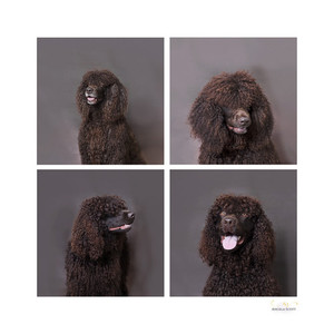 Products: Dogs Studio Photo Session Angela Scott Photography