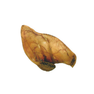 Dog And Puppy Treats: Pigs Ear