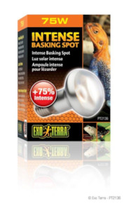 Reptiles: Intense Basking Spot