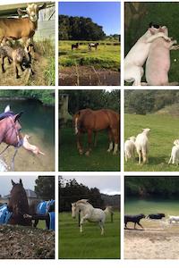 About Animal Bowen Therapy