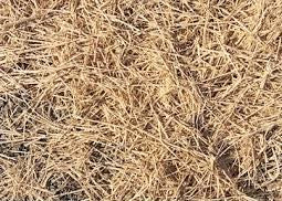 Bagged Hay - Pet Bedding