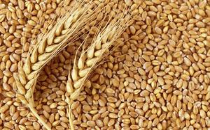 Wheat 5kg