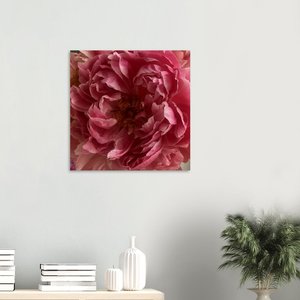 Peonies Floral Art print - Art Prints & Wall Murals by Annabel Taylor Home